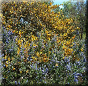 California Native Gardens